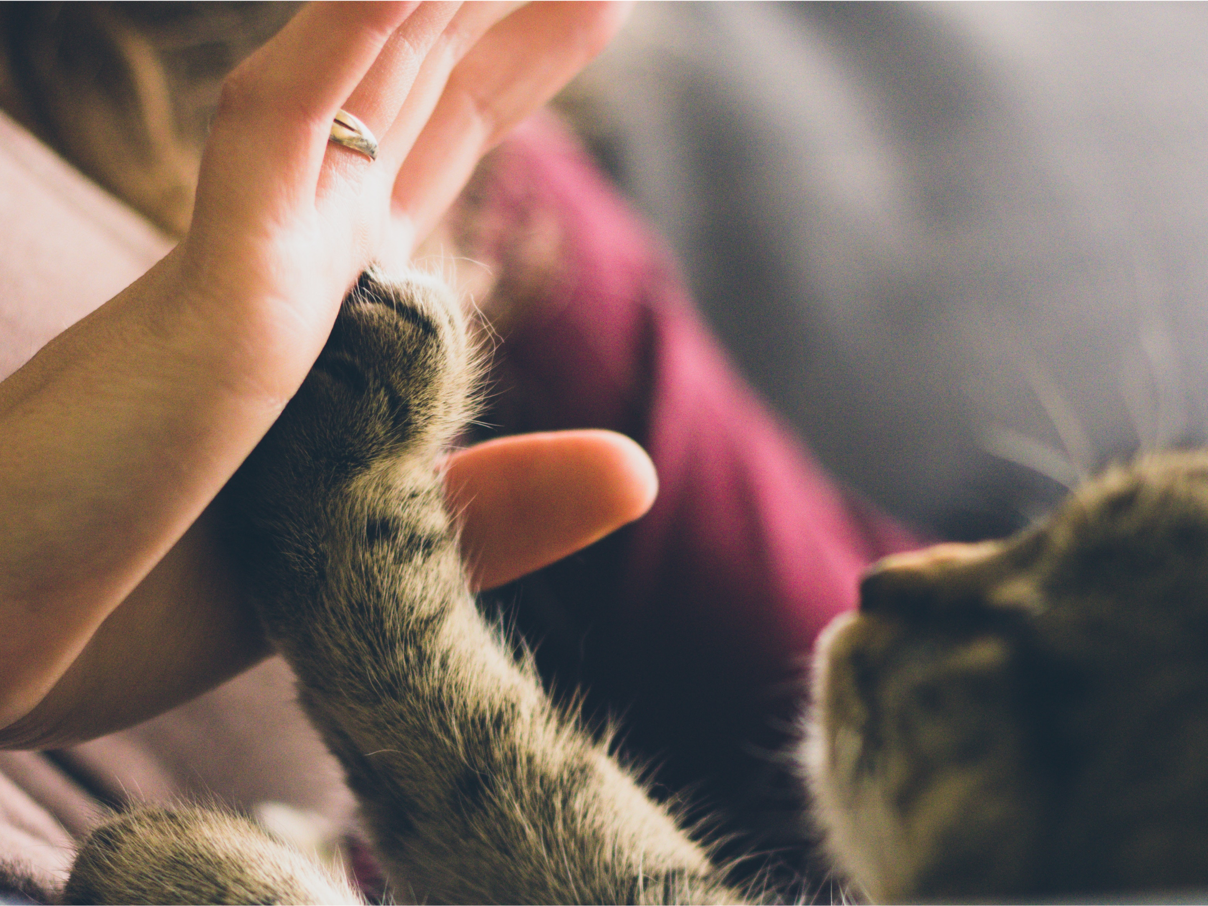 Kitten high fiving a human hand