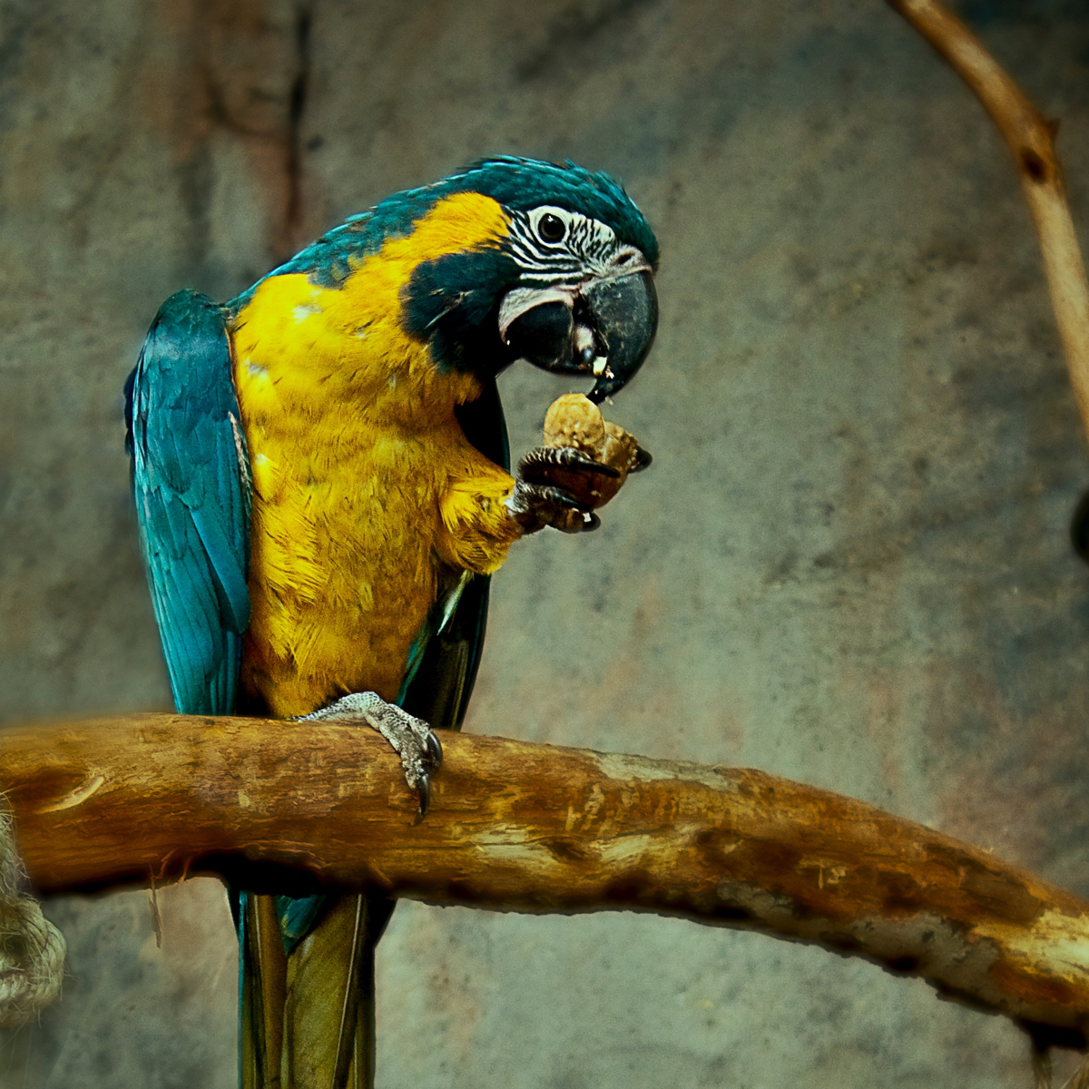 Parrot with Blue wings and yellow chest, snacking on food using it's talon to feed itself