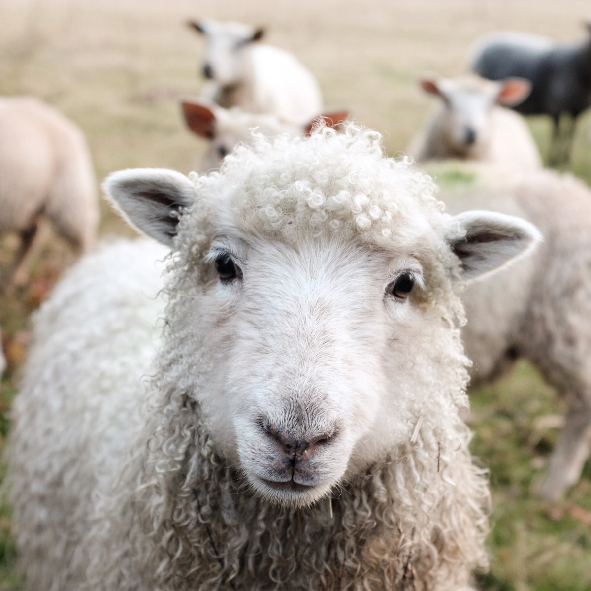 Herd of White sheep with one white sheep staring face forward.