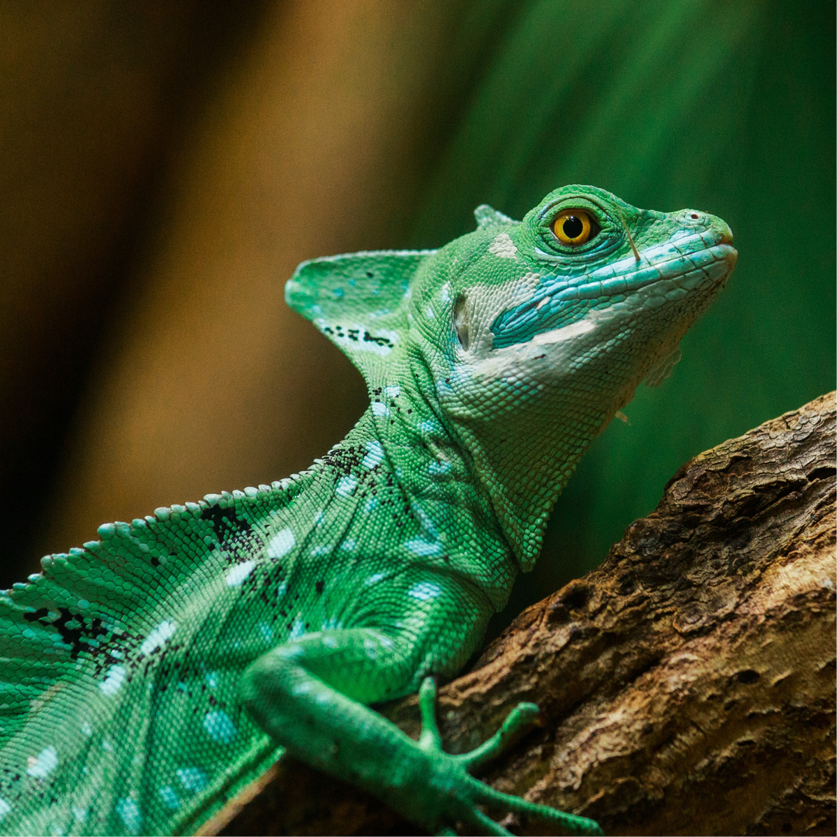 Green iguana with yellow eyes perched on a branch staring outward